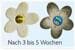 Toucan Water Lily Absorbations-Schwamm für Skimmer 6 Stk.
