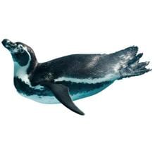 Poolbodenmotiv, Poolaufkleber Fotomotiv B68, Pinguin