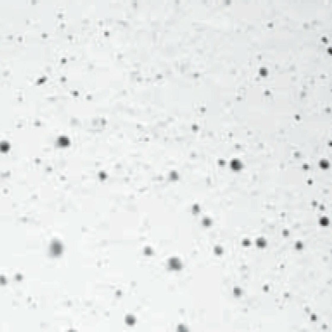 Carobbio Poolrandstein Set für Ovalbecken 490x300cm, mit Schwallkante, Oberfläche leicht rau, weiß