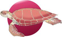Poolbodenmotiv, Illustration B78, Schildkröte, Premium, 2200x1320mm